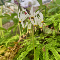 Primula (Dodecatheon) meadia f. album